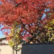 山下chanの画像