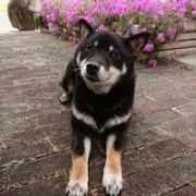 駒
