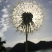Akiraasiaの画像