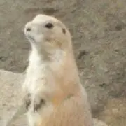 けい