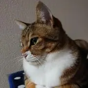 桂の画像