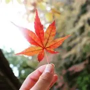 りく