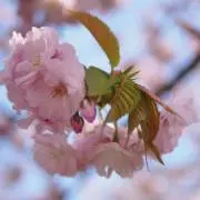 manaの画像