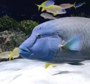 なぽの画像