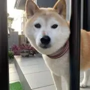 ワガワガの画像