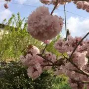 吉岡の画像