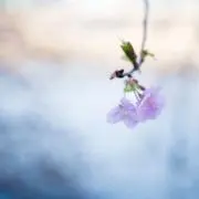 みつまめの画像
