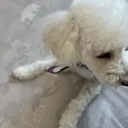 ぴっぴの画像