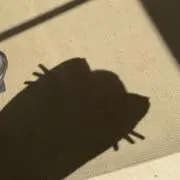 じゆ