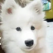 ちび