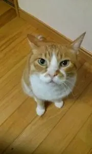 あやの画像