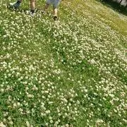 ひま