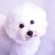 花道