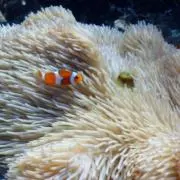 ばったいの画像