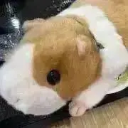 もるの画像