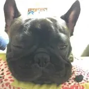 はんぞう