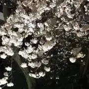 もすの画像