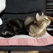 ねこの画像