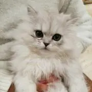 tsunakoの画像