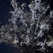 みみの画像