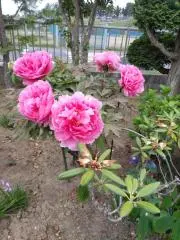 sis☆terの画像