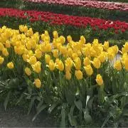 レトロさん【大特価セール中】の画像