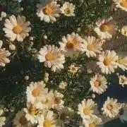 Maluの画像