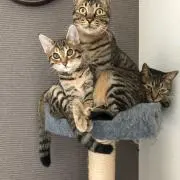 よっすぃー