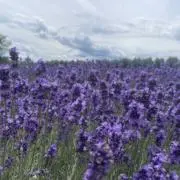 kanakoの画像