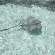 ASHの画像