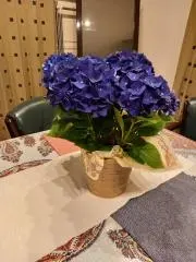 kakkoの画像