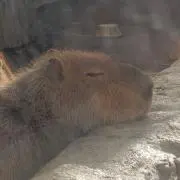 ヒロロの画像