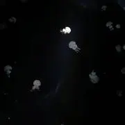 無の画像