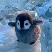 Sheeの画像
