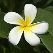 Citina