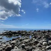 ルカリオの画像
