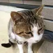 スネークヘッドの画像