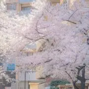 ここみの画像