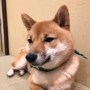 ジャガイモの画像