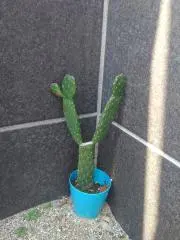 ひろし