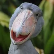 おたんこなすの画像