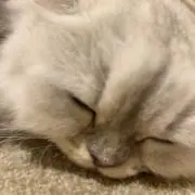 Nの画像