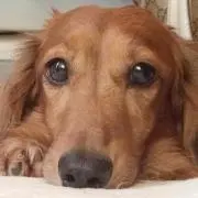 とんくん