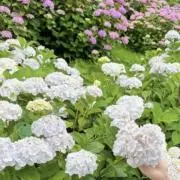 なのみの画像