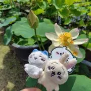 紬は黒猫
