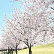 めめの画像