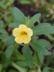 CHARSの画像