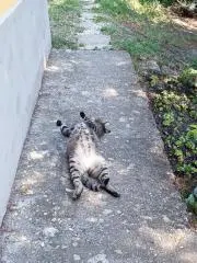 ダヤナの画像