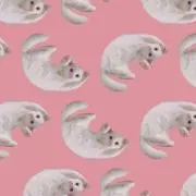 yの画像