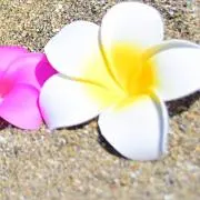 たん